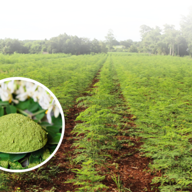 Moringa Farming in Nepal: A Complete Guide for Beginners