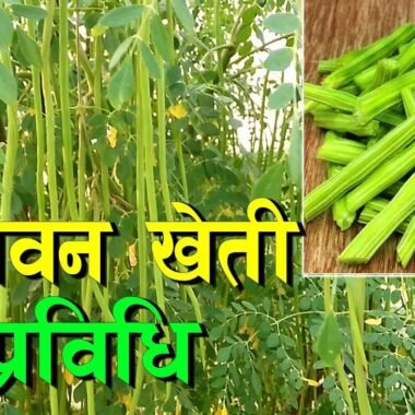Moringa Farming in Nepal: Complete Guide to Cultivation, Cost, and Market