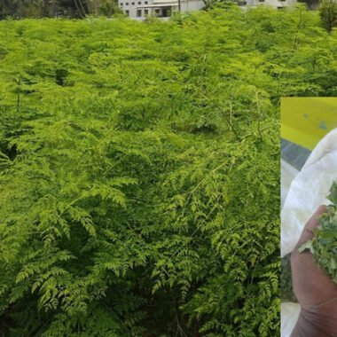 Control Diabetes Naturally with Moringa | Benefits, Uses & Safety | CarePlus Nepal