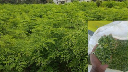 Control Diabetes Naturally with Moringa: Benefits, Uses & Safety