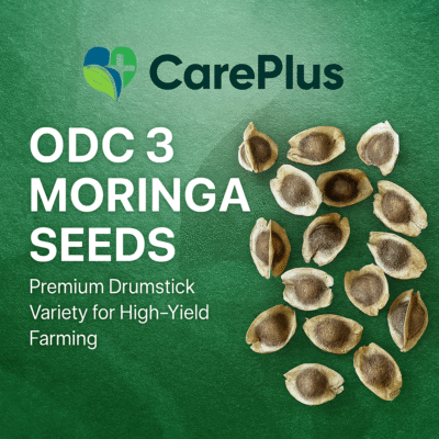 ODC 3 Moringa Seeds For Farming